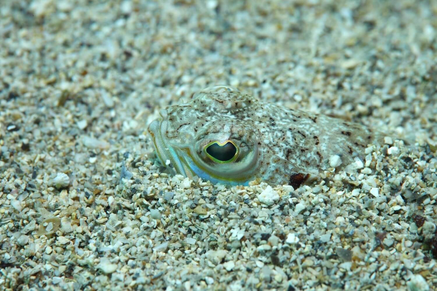 Small fish that looks like sand camoflauged and hidden in the sand