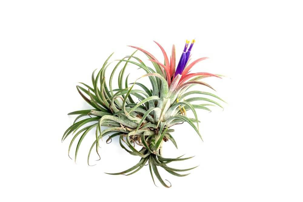 Air plant with spiky green leaves, bare roots, and purple and pink flowers